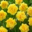 Нарцисс Sunny Day фото