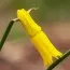 Нарцисс Cyclamenius Yellow (акционный) фото