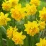 Нарцисс Tete Boucle фото