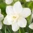 Нарцисс Watch Up фото
