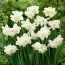 Нарцисс White Marvel фото