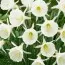 Нарцисс White Petticoat фото
