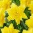 Нарцисс Yellow Paradise фото