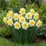 Нарцисс Yellow Salome фото