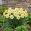 Нарцисс Yellow Salome фото
