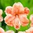 Нарцисс Apricot Whirl фото