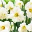 Нарцисс Сolblanc фото