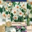 Нарцисс Geranium (Брендовые луковицы KAPITEYN®) фото