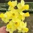 Нарцисс Little Field фото