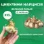 Нарцисс British Gamble (Брендовые луковицы KAPITEYN®) фото