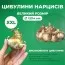 Нарцисс Indiras фото