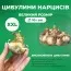 Нарцисс W.P. Milner фото