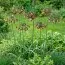 Нектароскордум Bulgaricum фото