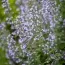Каламинта Nepeta ssp. Nepeta фото