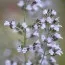 Каламинта Nepeta ssp. Nepeta фото