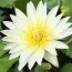 Кувшинка Odorata Alba фото