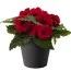 Бегония Non Stop Dark Red фото