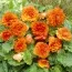 Бегония Non Stop Orange фото