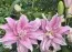 Лилия Roselily Nowa 16/18 фото