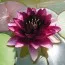 Кувшинка Perry's Almost Black фото