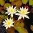 Кувшинка Sulphurea фото