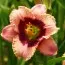 Лилейник Orchid Candy фото