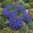 Обриета Royal Blue фото