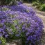 Обриета Royal Blue фото