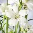 Дельфиниум Ocean White фото
