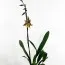 Орхидея Odontocidium Maxima фото