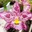 Орхидея Odontoglossum Gallico фото