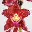 Орхидея Odontoglossum Purple Rain фото