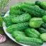Огурец Засолочный фото