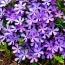 Флокс Fabulous Blue Violet фото