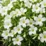Оксалис (кислица) White Spider фото