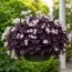 Оксалис (кислица) Triangularis фото