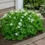 Оксалис (кислица) Triangularis ssp. Papilionacea фото