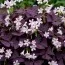 Оксалис (кислица) Triangularis фото