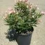 Олеандр Petit Pink фото