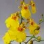 Орхидея Oncidium Joost фото