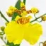 Орхидея Oncidium Sweet Sugar фото