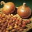 Лук репчатый Sturon Озимый 1 кг фото
