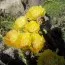 Опунция Polyacantha фото