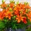 Лилия Orange Matrix фото
