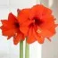 Амариллис Orange Souvereign фото