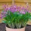 Орхидея Dendrobium Berry Oda фото