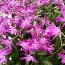 Орхидея Dendrobium Berry Oda фото