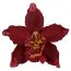 Орхидея Odontoglossum Winered фото