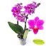 Фаленопсис Минифлора Fleur фото