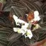 Орхидея Ludisia фото
